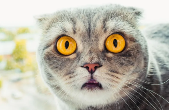 a6ea02220442a594e9e8bfd8081fcdb