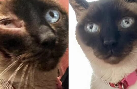 20331d2c92338f3e9c9ca2de2902dc3