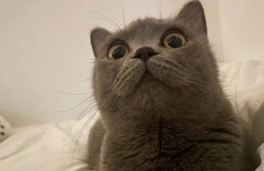 665027b785ec22ef8ef03d7ec0f9da9